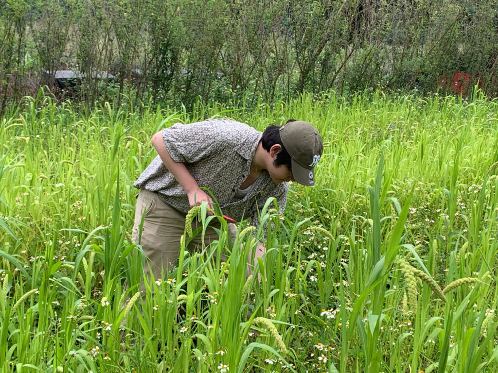學生們走進小米田除草,在烈日下參與農作日常,不只認識原住民族與土地共生的智慧,也更能理解每一株作物背後所投入的時間與心力。圖片來源:臺北市無界塾實驗教育機構。