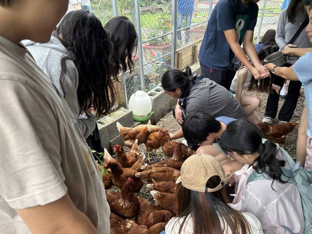 走進雞舍,孩子捲起袖子,跟著居民一起餵雞、撿拾雞蛋與清理環境,親身參與日常工作,感受部落每日辛勤而踏實的生活節奏。圖片來源:臺北市無界塾實驗教育機構。
